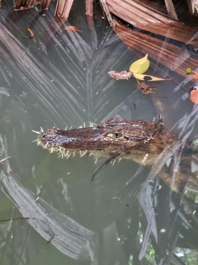 Tortuguero Villas Εξωτερικό φωτογραφία