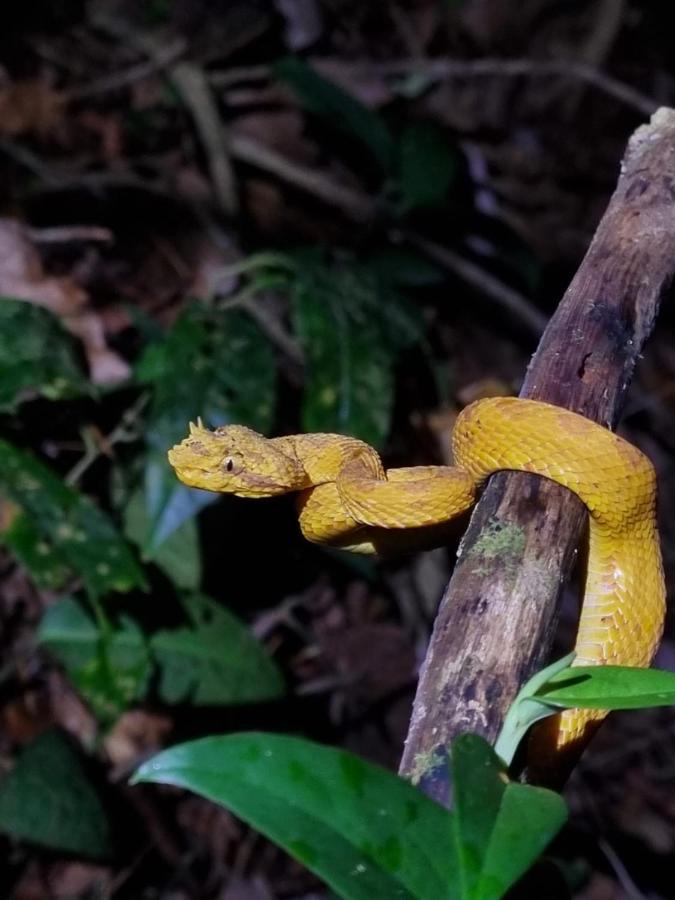Tortuguero Villas Εξωτερικό φωτογραφία