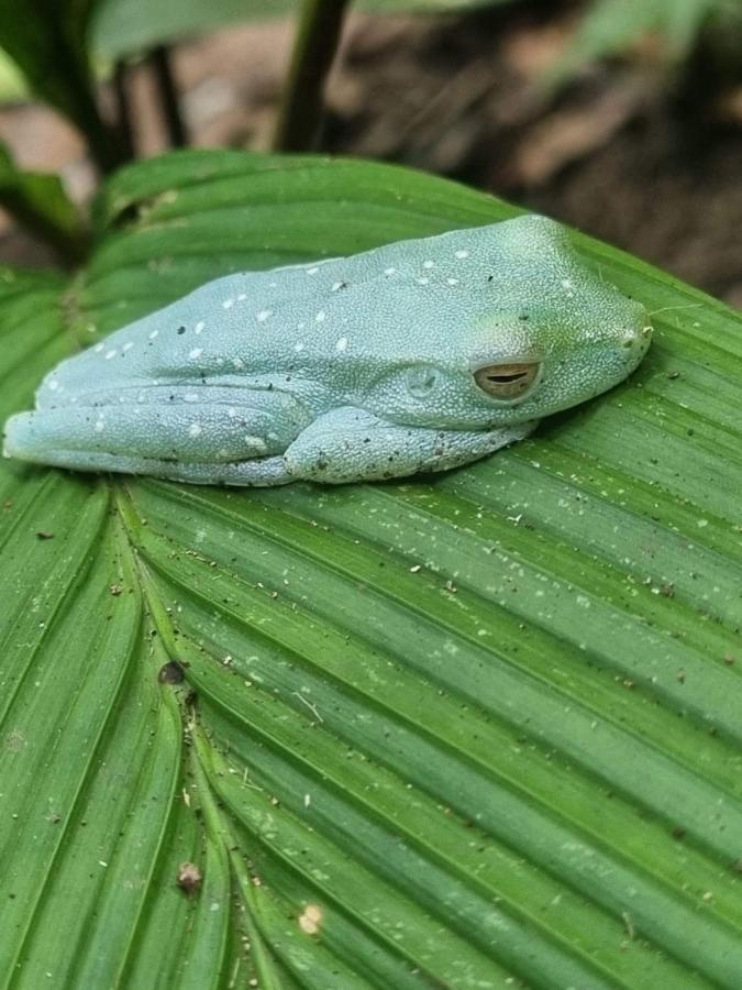 Tortuguero Villas Εξωτερικό φωτογραφία