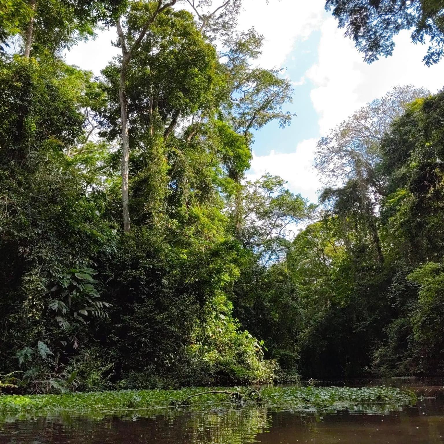 Tortuguero Villas Εξωτερικό φωτογραφία